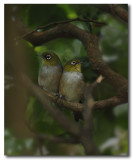 Silvereyes - Series -  2 images