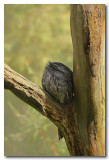 Tawny Frogmouth 