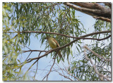 Bower bird