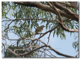 Bower bird