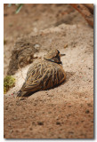 Inland Dotterel