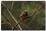 Zebra Finch - Series - 3 Images