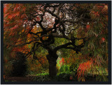 Autumn at Cloud Hill Gardens  -  series