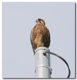 Brown Falcon