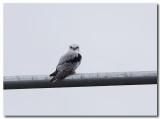 Black Shouldered Kite