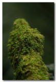 Log fern