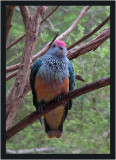 Red Crowned Fruit Dove