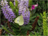 In our garden