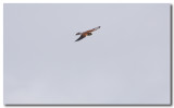 Nankeen Kestrel in flight