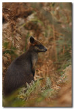 Swamp Wallaby - Series 