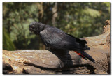 Red-tailed Black Cockatoo - Female