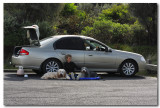 Waiting in the Shade - Series - 4 Images
