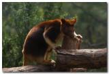 Tree  Kangaroo
