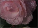 Camellia full frame macro 2