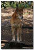 Australian Dingo 