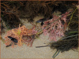 Washed in by the  Tide 3.