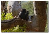 Juvenile - Red - tailed Black Cockatoos 