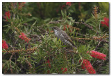 Little Wattlebird 