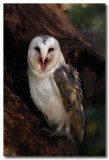 Barn Owl  - showing tongue