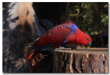 Eclectus Parrot - female