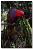 Eclectus Parrot  female  - Series