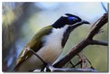 Blue-faced Honeyeater 