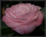 Camellia full frame macro