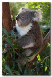 Koala - female