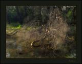 Yea wetlands