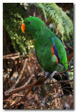Eclectus Parrot - male 