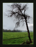One foggy morning 