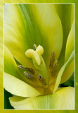 tulp (tulipa)