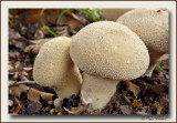 Peervormige stuifzwam (Lycoperdon pyriforme)