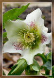 Helleborus - Nieskruid