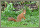 rode eekhoorn - Sciurus vulgaris
