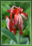 flamy tulip
