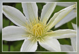 clematis