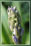 Boshyacint (hyacinthus orientalis)