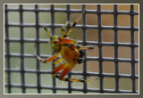 spider - araigne - spin