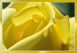 Yellow rose:  Irish Gold Theehybride Dickson 1966