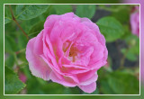 roos rose: Tausendschn Multiflorahybride Schmidt 1906