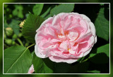 rose: Maidens Blush Albahybride Kew 1797