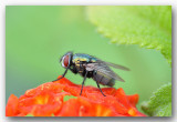 macro fly groene vleesvlieg