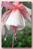 the softness of a fuchsia