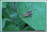 spider in the sage (Salvia officinalis) in our herb garden