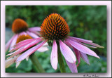 Echinacea