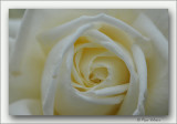 rose close-up