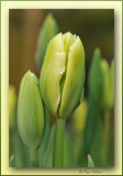 tulpen