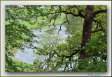 Bouillon