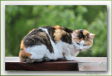 POES